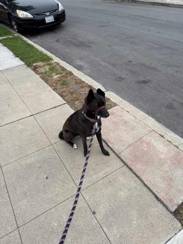 A picture of a black dog named Bowie sitting, taken on May 2 2025 at 6:49 am